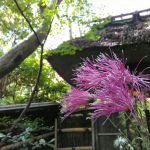 Giouji Templeの桜