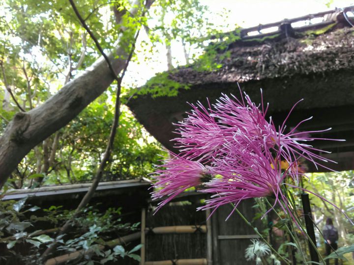 祇王寺の桜