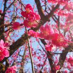 下鸭神社の桜