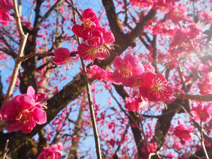 下鸭神社の桜