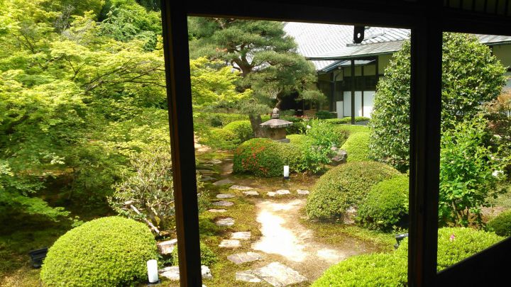 雲龍院の桜