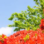 長岡天満宮　の桜