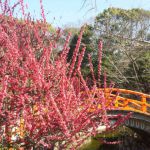 Shimogamo-Jinja Shrineの桜