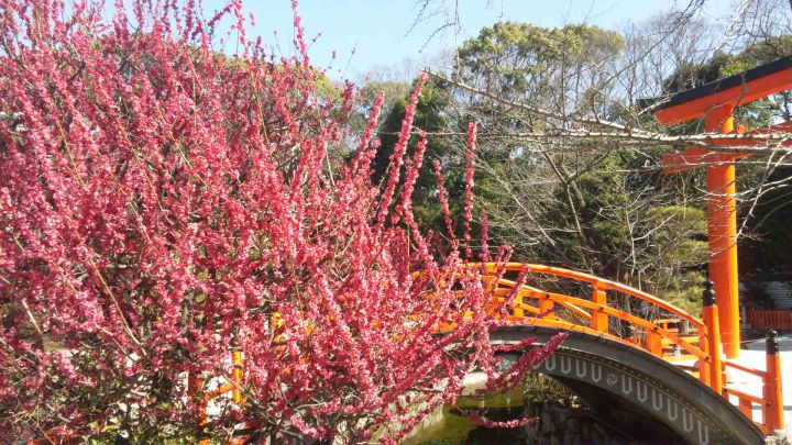 시모가모 진자の桜