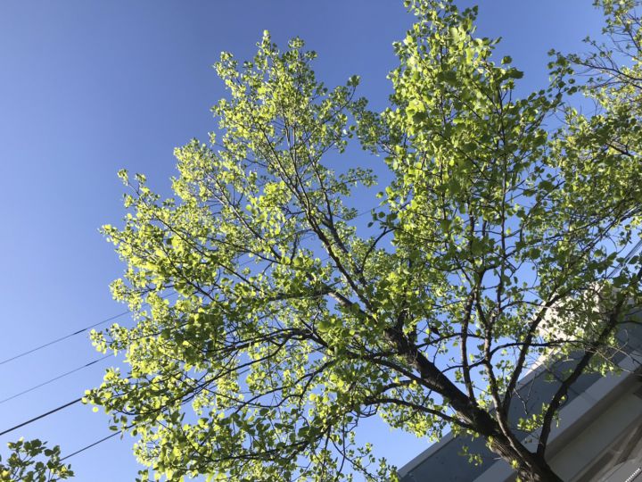 梅小路公園の桜