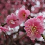 北野天満宮の桜