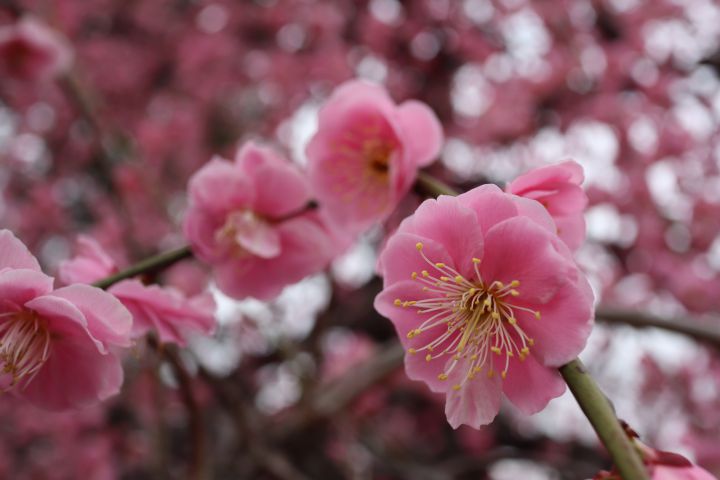 北野天滿宮の桜