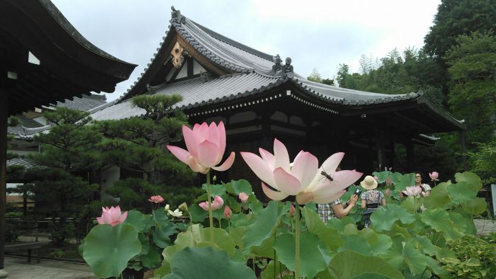 Houkongou-in Templeの桜