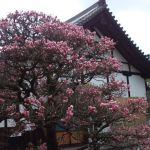 Sennyuji Templeの桜