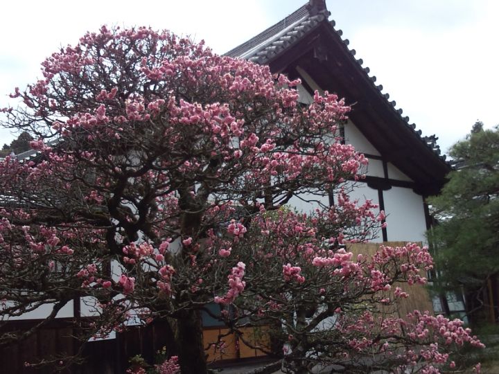 센뉴지の桜