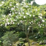Tenryuji Templeの桜