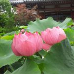 Dairen-ji Templeの桜