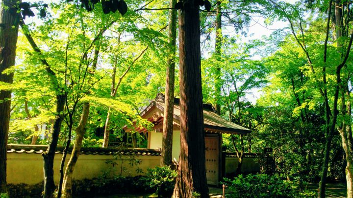 三千院の桜