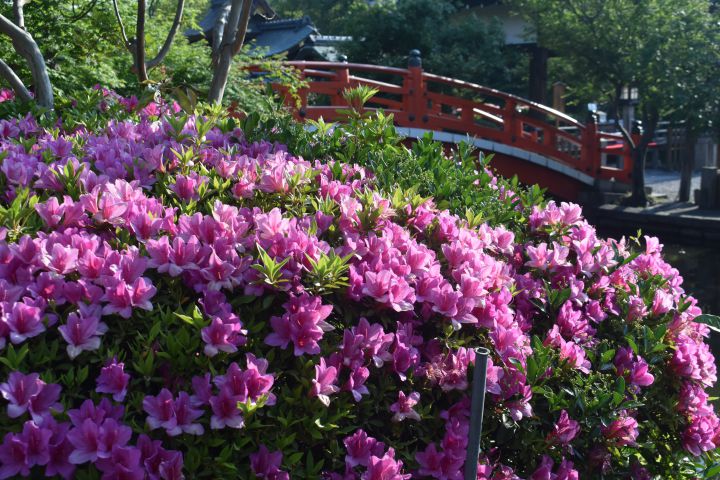 신센엔の桜