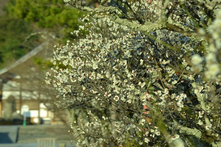 天龙寺の桜