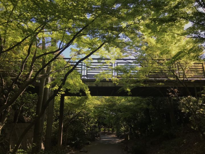 梅小路公園の桜