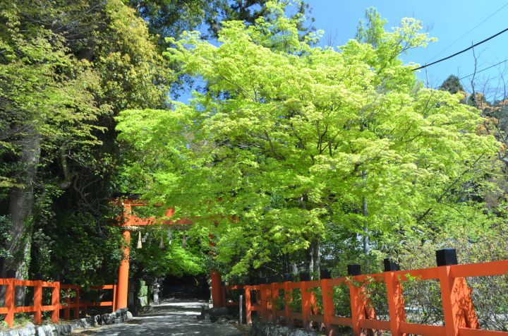 Ōta-jinja Shrineの桜