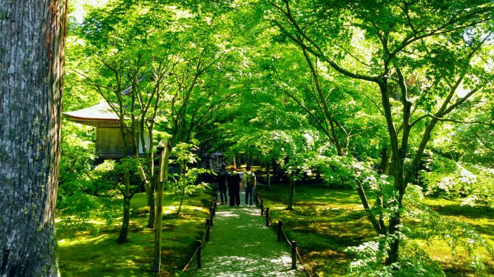 三千院の桜