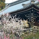 Umenomiya-Taisha Shrineの桜