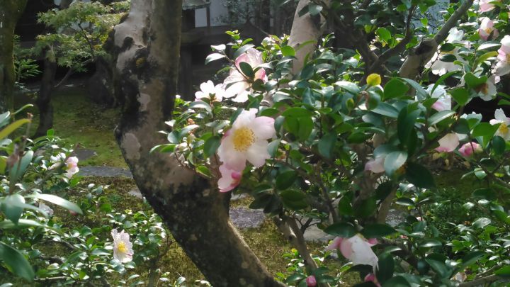 Ninna-ji Templeの桜
