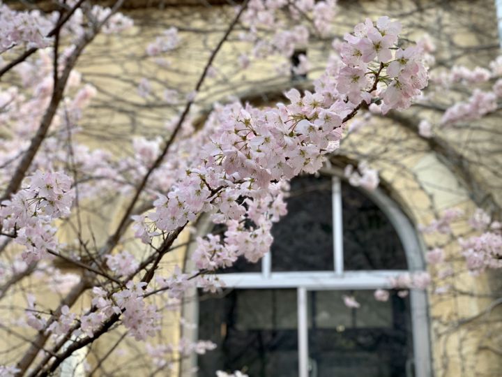 旧成徳中学校の桜
