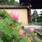 东福寺の桜