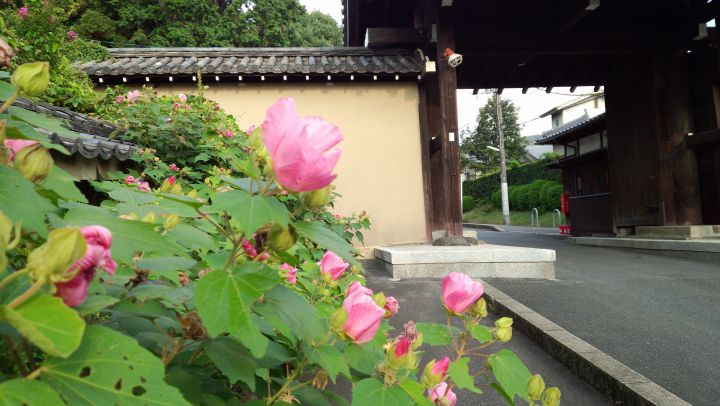 东福寺の桜