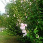 智積院の桜