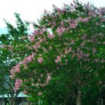 우메노 고지 공원の桜