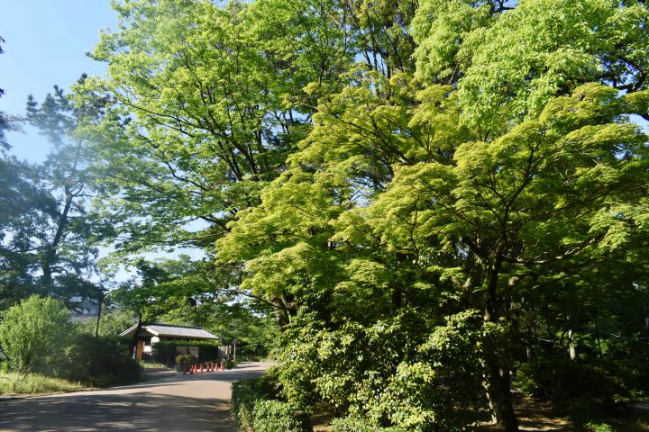円山公园の桜