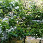 泉涌寺の桜