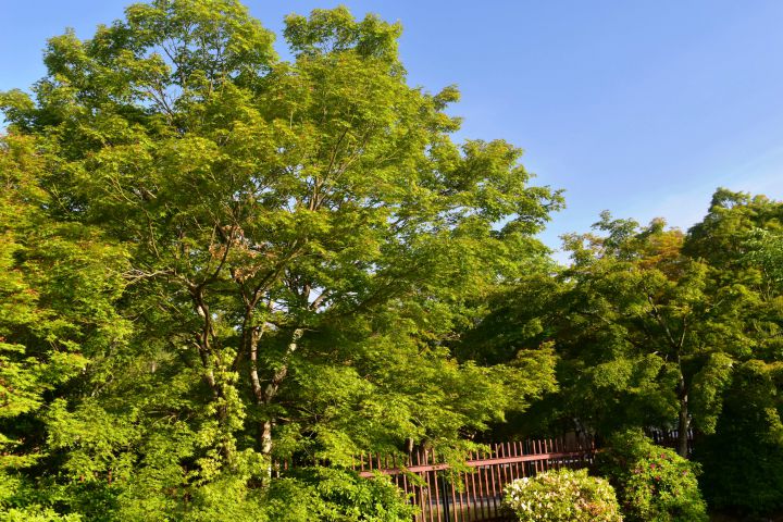 天龍寺の桜