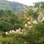 天龙寺の桜