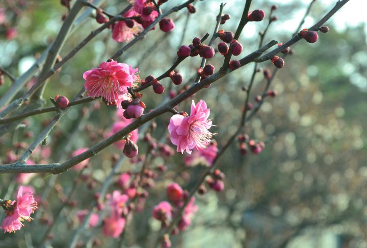 Umenomiya-Taisha Shrineの桜
