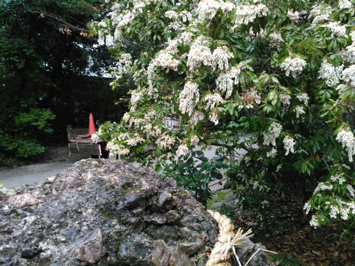 下鴨神社の桜