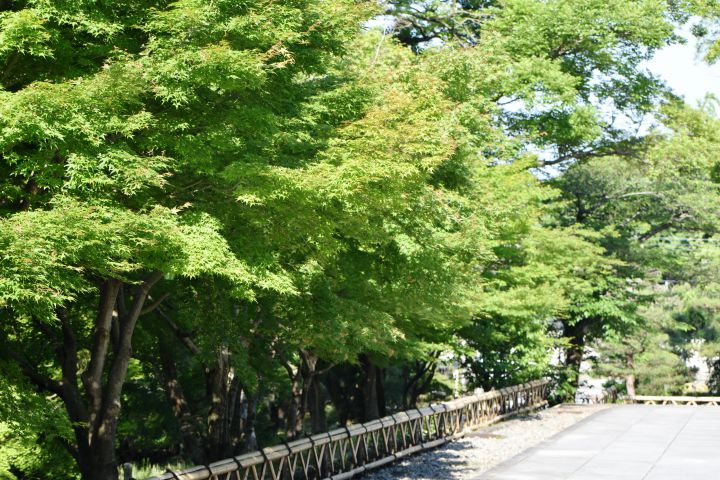 智積院の桜