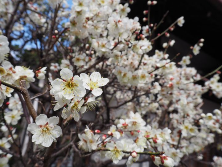 Suika Tenmangu Shrineの桜