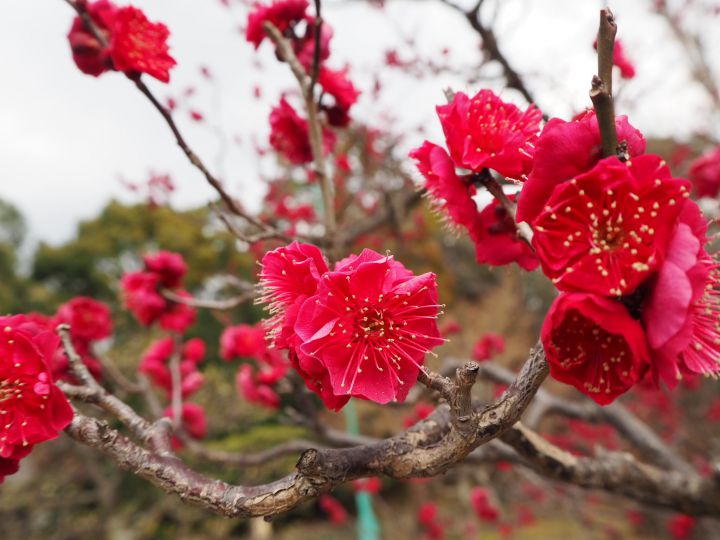 치샤쿠인の桜