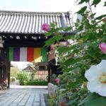 Myoren-ji Templeの桜