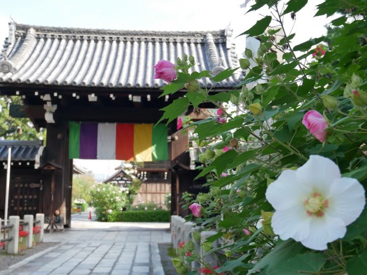 Myoren-ji Templeの桜