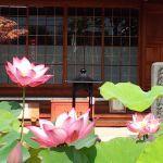 Dairen-ji Templeの桜