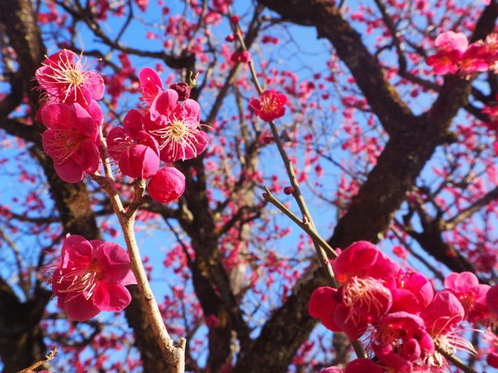 Shimogamo-Jinja Shrineの桜