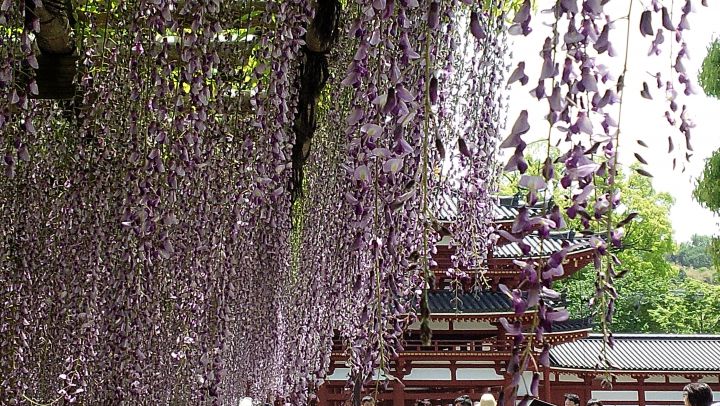 Byodoin Templeの桜