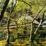 祇王寺の桜