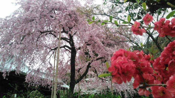 法金剛院の桜