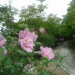 신쇼 고구라쿠지 (신뇨도)の桜