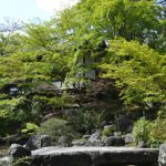 長岡天満宮　の桜