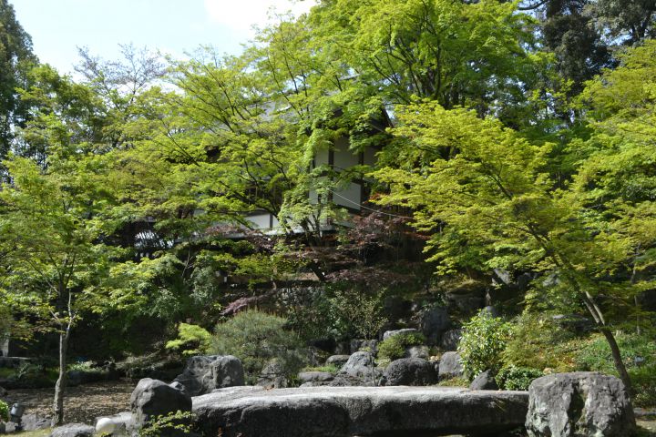 長岡天満宮　の桜