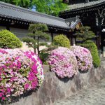 Nishi Hongan-ji Templeの桜