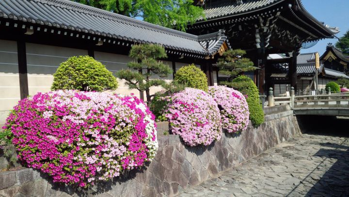 西本願寺の桜